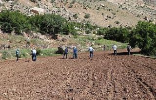 Siirt’te susamları toprakla buluşturan çiftçinin...