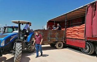 Silifke’de çeltik üreticisine tohum desteği