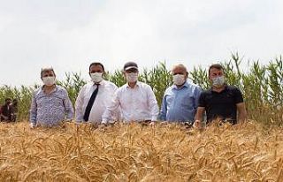 Silifke’de yerli tohum ekimi yapılan buğday çeşitleri...