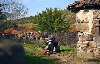 Sındırgı’da kök boya bahçeleri kuruluyor
