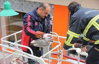 Sinop’ta mahsur kalan martıyı itfaiye kurtardı