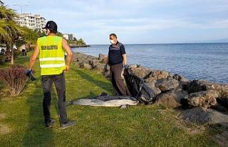 Sinop’ta ölü yunus kıyıya vurdu