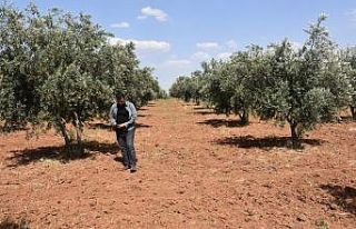 Şırnaklı çiftçilerden sulama barajı talebi