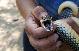Sitenin bahçesine giren yılanı eliyle yakaladı
