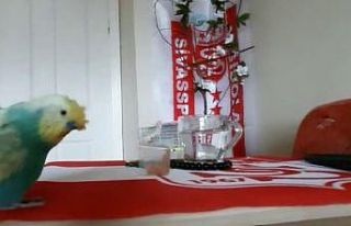 Sivasspor aşığı muhabbet kuşu tezahüratlarıyla...