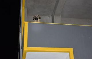 Siverek’te inşatta mahsur kalan köpek itfaiye...