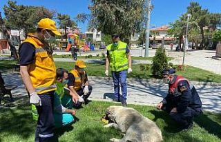 Sokak hayvanları ekibi Burhaniye’de çalışıyor