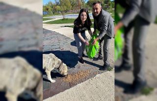 Sokak hayvanları için kenttin dört bir noktasına...
