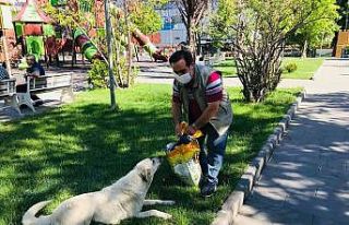 Sokak hayvanları kapanmada unutulmadı