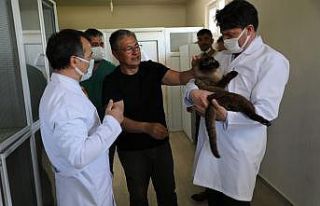 Sokak hayvanları kimliklendiriliyor