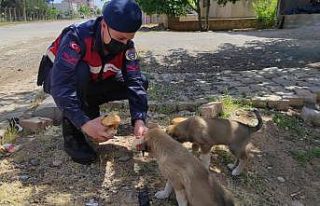 Sokak hayvanlarına mama desteği