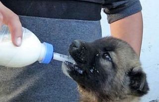 Sokakta bulduğu yavru köpeği biberonla besliyor