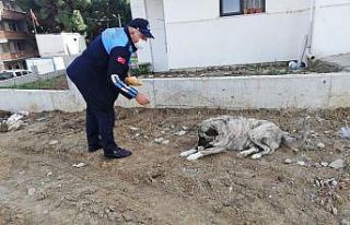 Sokakta yaşayan canlar, tam kapanmada Süleymanpaşa...