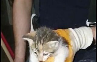 Su borusuna sıkışan yavru kedi kurtarıldı