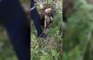 Su kuyusunda mahsur kalan köpekleri itfaiye ekipleri...