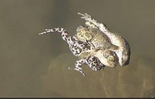 Suda sarmaş dolaş olan üç kurbağa görüntülendi