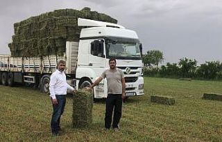 Suruç Ovası’nda alternatif ürün bereketi
