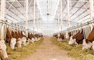 Sütün fiyatı kalitesine göre değişecek