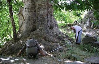 Tam bin yıllık çınar, 22 metre gövdeye sahip