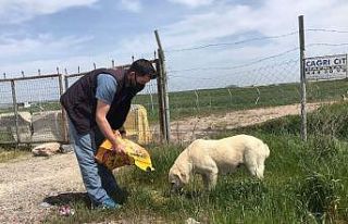 Tam kapanma günlerinde sokak hayvanları da unutulmuyor