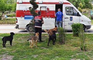 Tam kapanma sürecinde sokak hayvanlarına 100 ton...