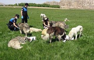Tam kapanmada aç kalan hayvanlar polise emanet