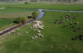 Tam kapanmada besiciler ve çobanlar yaylalarda mesaide