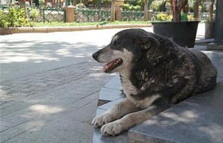 Tam kapanmada parklar ve caddeler onların oldu