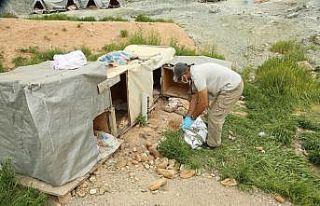 Tam kapanmada sokakta yaşayan dostlarımız unutulmadı