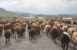 Tarım arazilerine zarar vermemek için binlerce koyunu...
