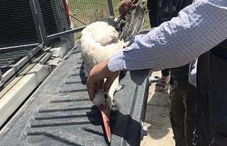 Tarlada bulunan leylek tedavi altına alındı