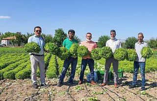 Tarladan tüketiciye sebze