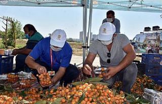 Tarsus Belediyesi, 12 ton yenidünyayı vatandaşlara...
