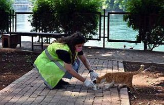Tarsus’ta sokak hayvanlarına destek sürüyor