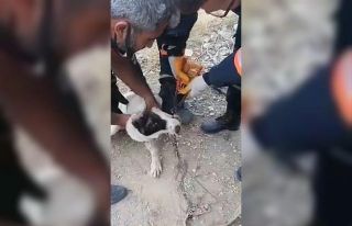 Tasma zincirinin halkası çenesine sıkışan köpeği...