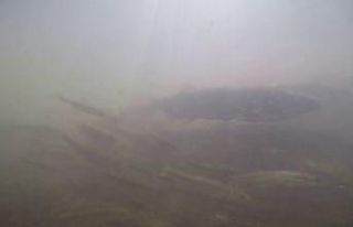 Tatlı su yataklarında yavru inci kefali şöleni