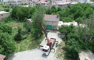 Tatvan’da polen ve pamukçuk üreten kavak ağaçları...