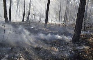 Tavşanlı’da orman yangını