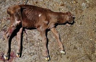 Tek gözlü dünyaya gelen buzağı şaşırttı