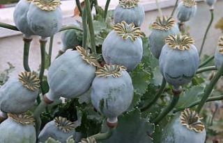 Tekirdağ’da 500 kapsül haşhaş ele geçirildi