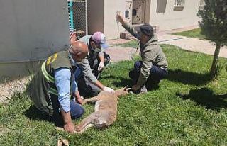 Tellere takılan yaban keçisi tedavi altına alındı