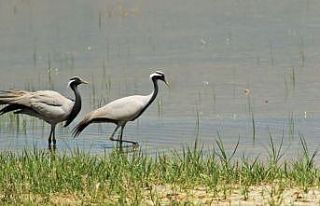 ‘Telli turna’ çifti için köylüler seferber...