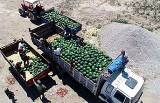 Tescilli Adana karpuzunda hasat coşkusu
