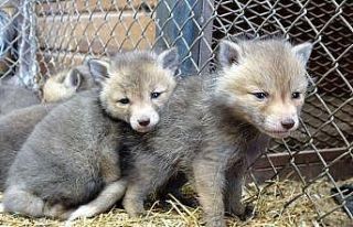 Tilki yavrularının sevimli halleri kameralara yansıdı