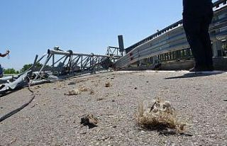 Tır PTS direğini devirdi, onlarca kuş telef oldu