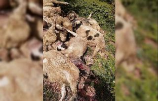 Tokat’ta kurtlar 35 küçükbaş hayvanı telef...