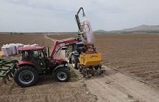 Tomarza’da patates ekimi başladı
