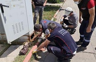 Trafoya giren yavru kedi için ekipler seferber oldu
