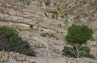 Tunceli’de yaban keçileri merkeze yakın noktaya...