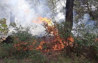 Turgutlu’da orman yangını